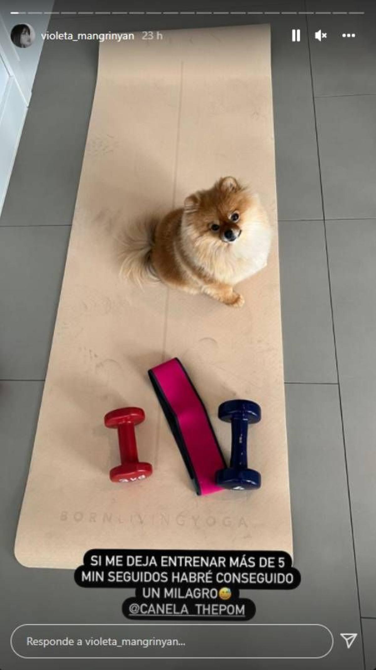 Violeta Mangriñán comparte un Instagram Story de su perro y de su entrenamiento durante el embarazo
