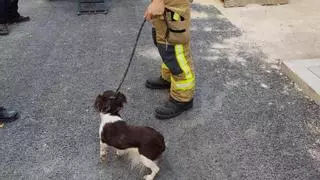 Los Bomberos rescatan a un perro abandonado en una vivienda de Alicante