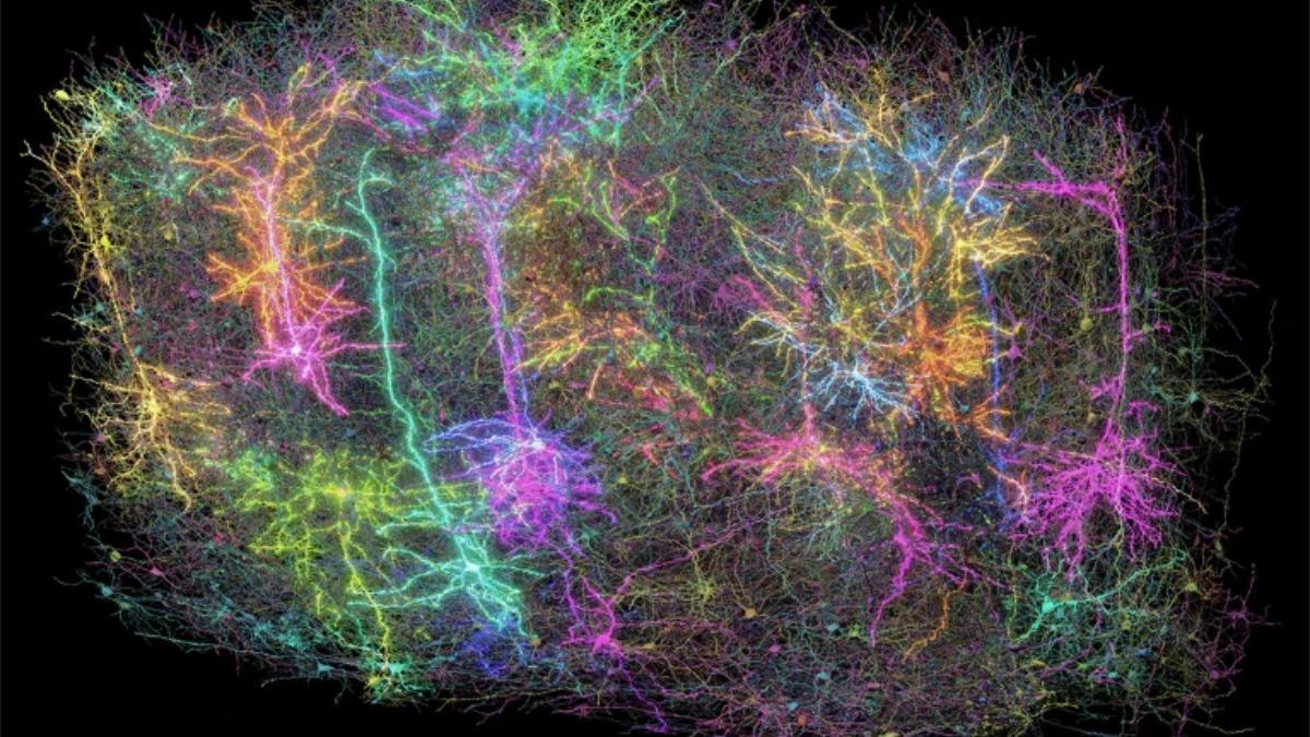 Una representación de más de 1.000 células cerebrales, reconstruidas a partir del análisis de un milímetro cúbico de tejido cerebral de un ratón.