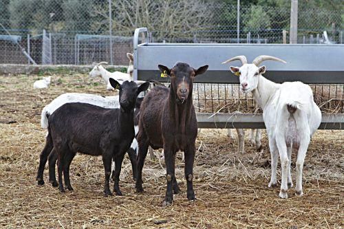 Junge Landwirte auf Mallorca