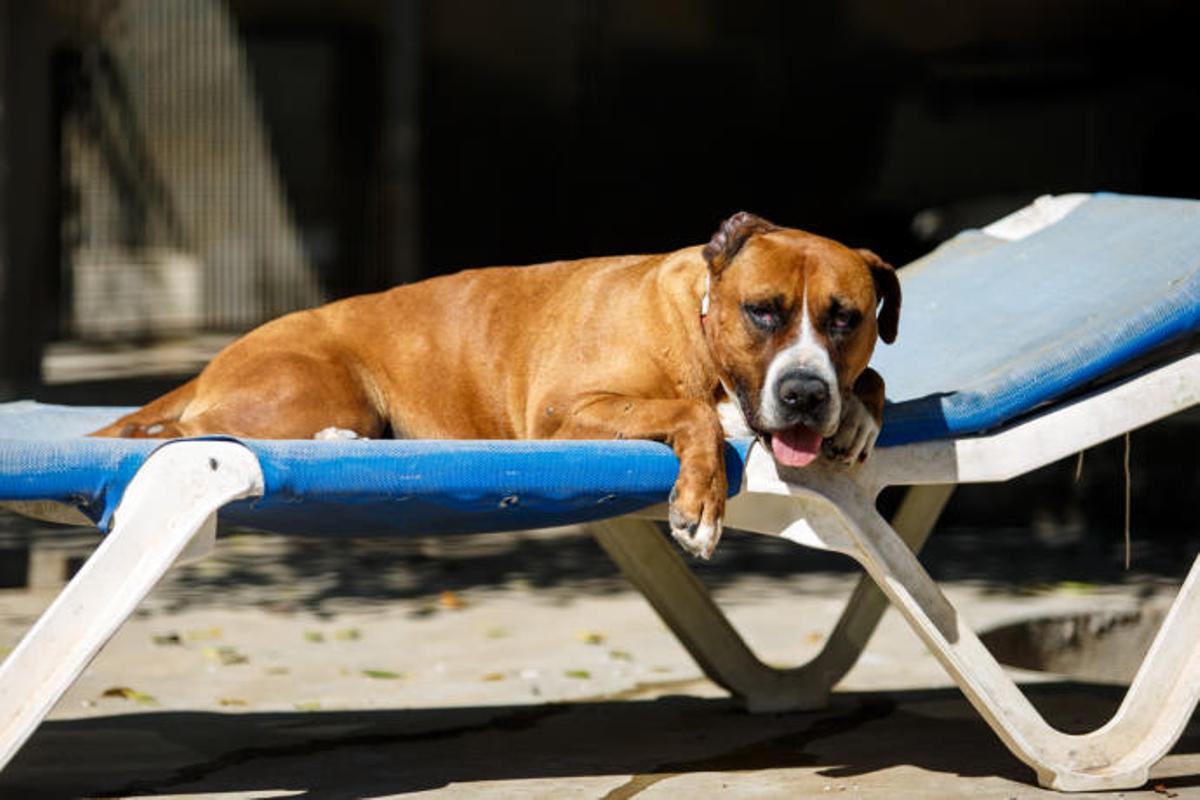 Perros en busca de hogar en Ibiza