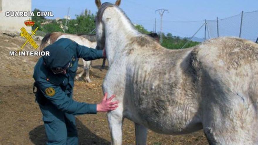 Un veterinario indica que los equinos podrían haber muerto de un cólico al alimentarse con patatas fritas.