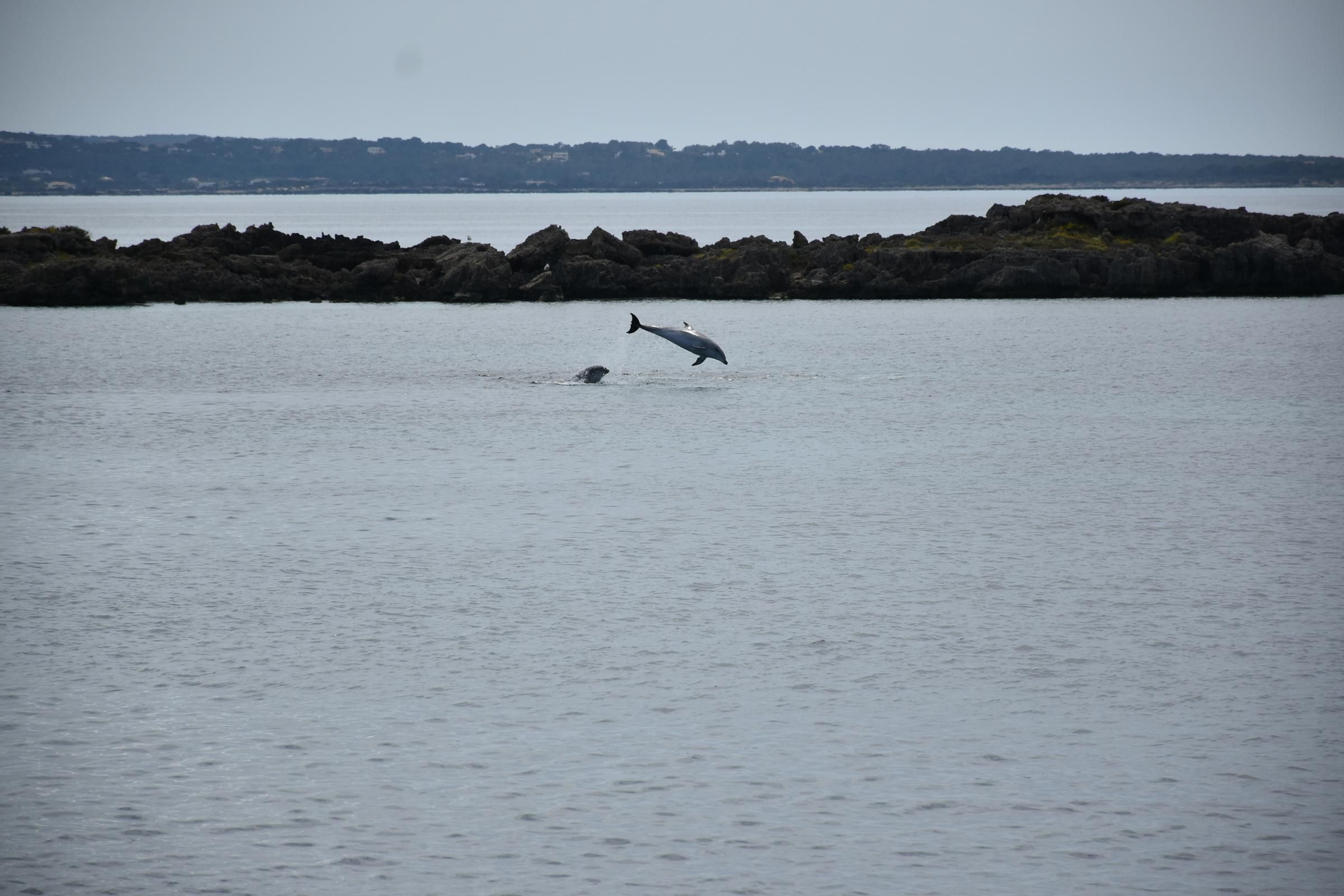 Delfines en  s'Espalmador