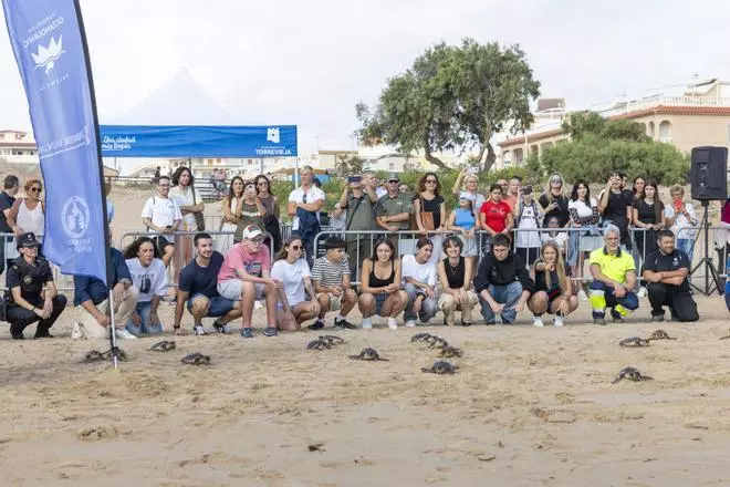 Así ha sido la entrada al mar de 16 tortugas marinas nacidas el año pasado la playa de La Mata de Torrevieja