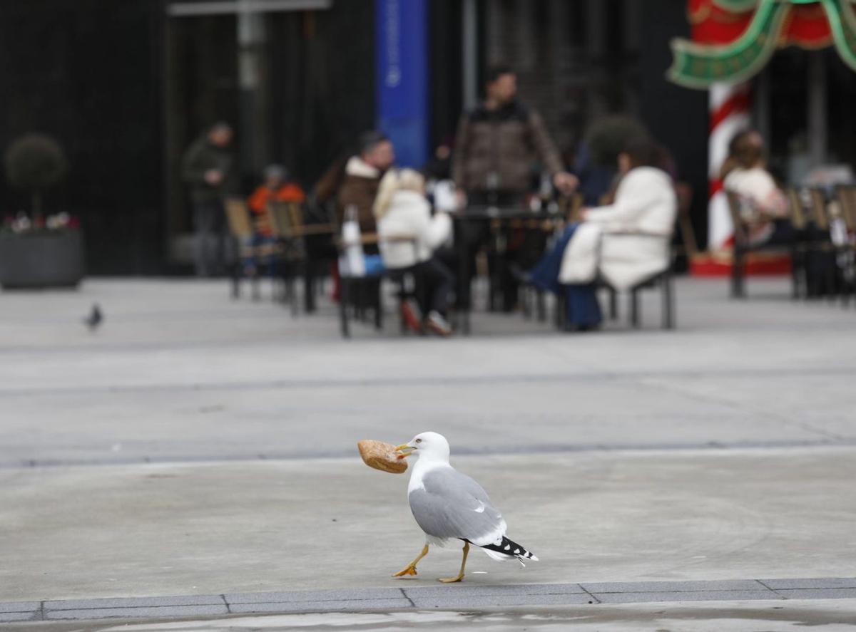 Una gaviota con un bollo de pan frente a una de las terrazas en la plaza Pedro Menéndez. | MARA VILLAMUZA