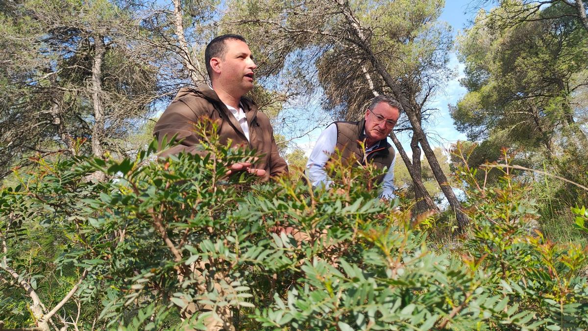Jaume Minguell, director general de boscos, i el propietari forestal Jordi Martínez, amb una planta de llentiscle