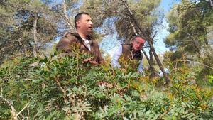 Jaume Minguell, director general de boscos, i el propietari forestal Jordi Martínez, amb una planta de llentiscle