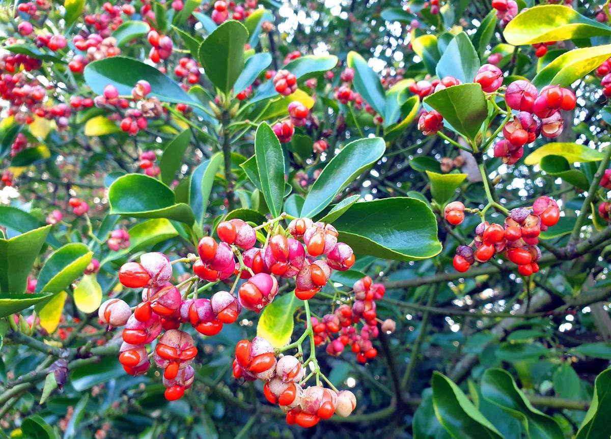 El mayor espectáculo del invierno florece en Castrelos