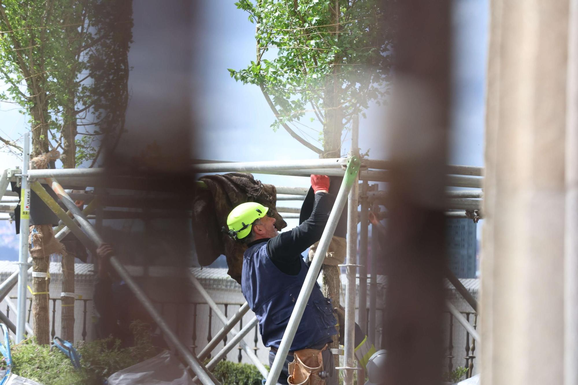 Plantación de los nuevos olmos del Jardín de San Carlos