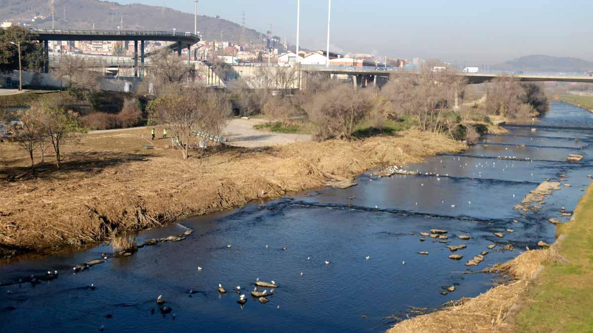 Santa Coloma de Gramenet inicia la renaturalización del río Besòs
