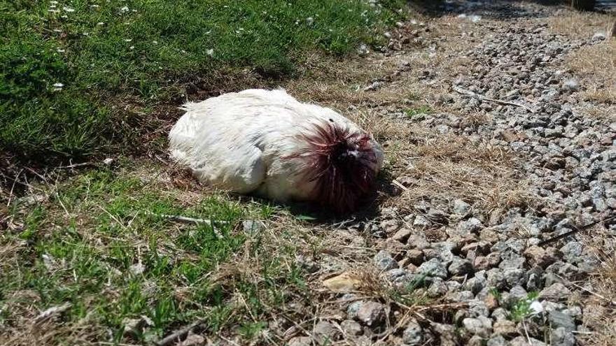 Un perro mata un pato de A Lagoa