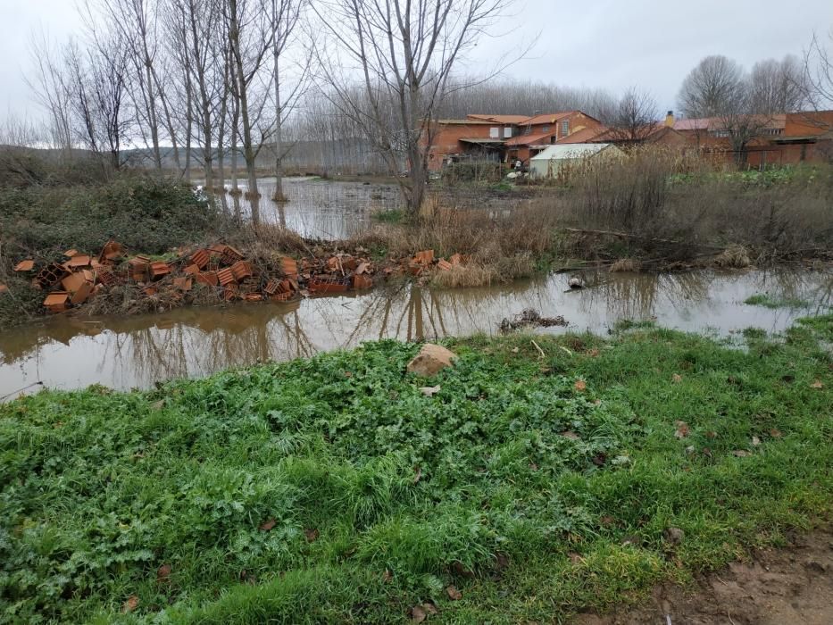 Benavente | El río Órbigo rodea ya Vecilla de la P