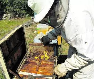 Objetivo: salvar a las abejas