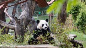Uno de los dos osos panda llegados al Zoo Aquarium de Madrid.