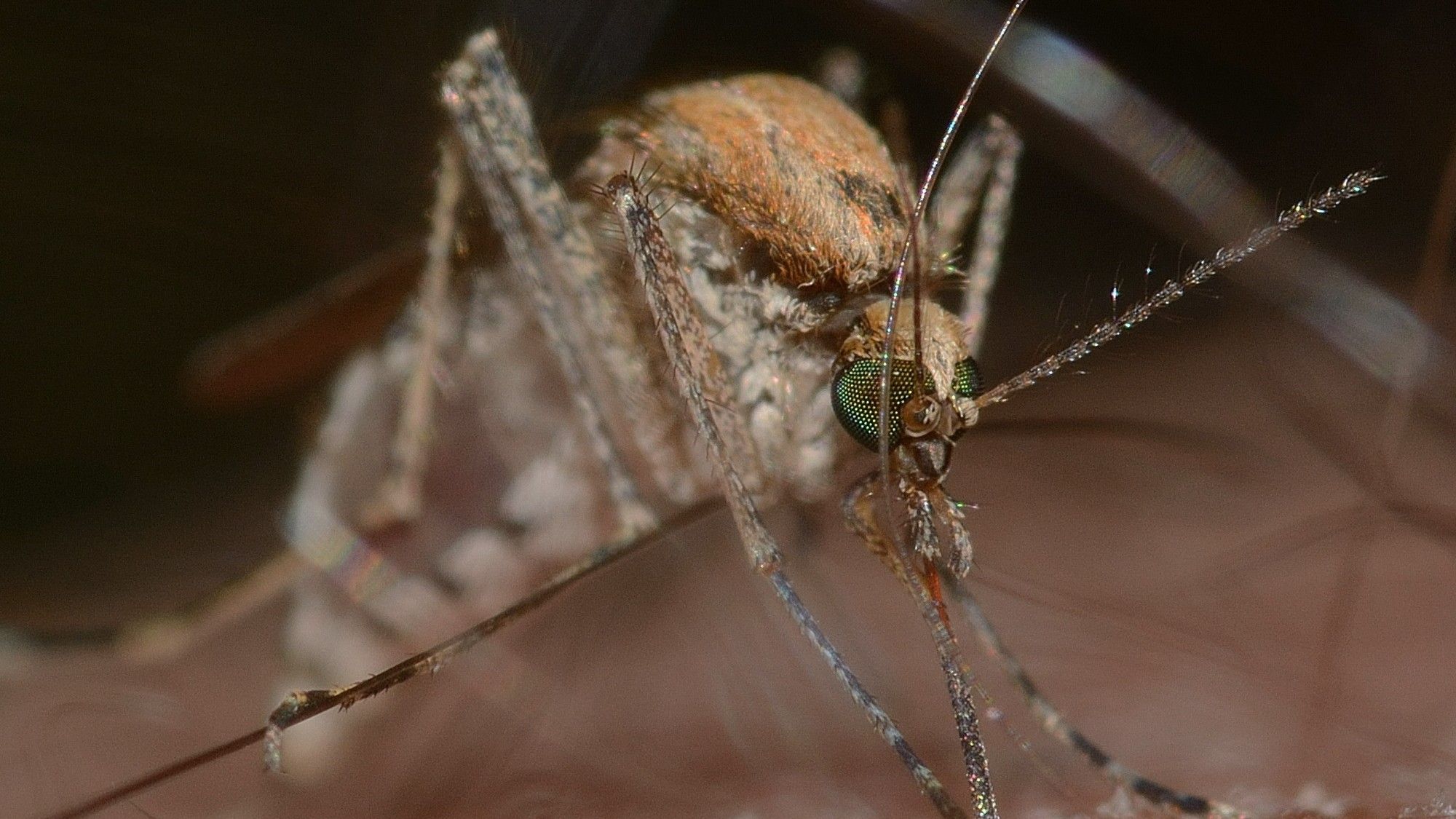 Un mosquito, en plena faena de picar