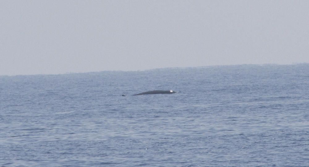 El espectacular avistamiento de rorcuales, ballenas jorobadas y zifios en aguas de la Región