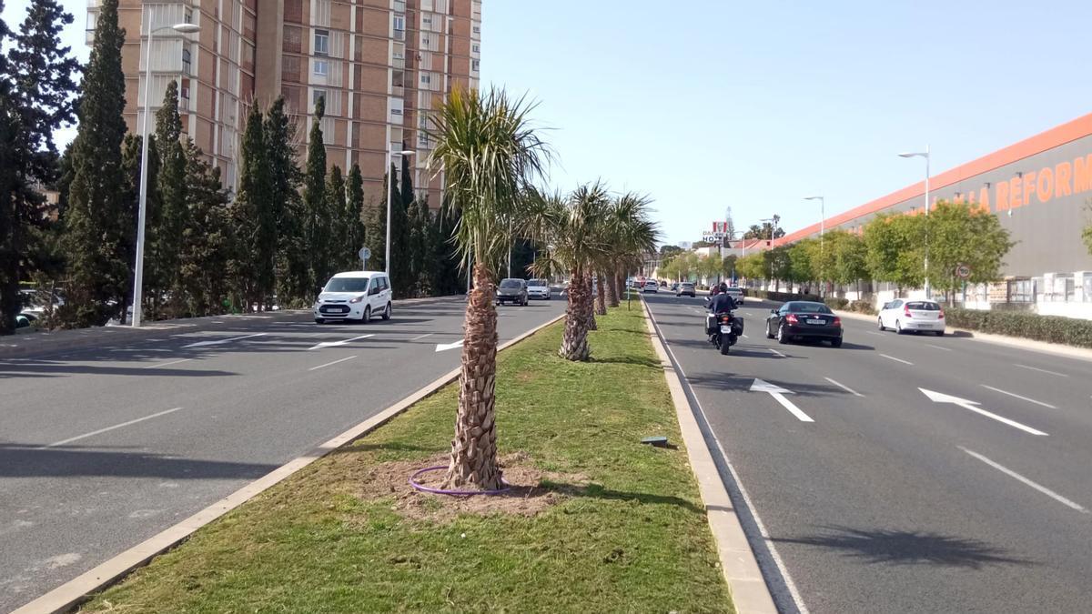 El ensayo de la apertura del Camarín marca la cuenta atrás para la Santa Faz