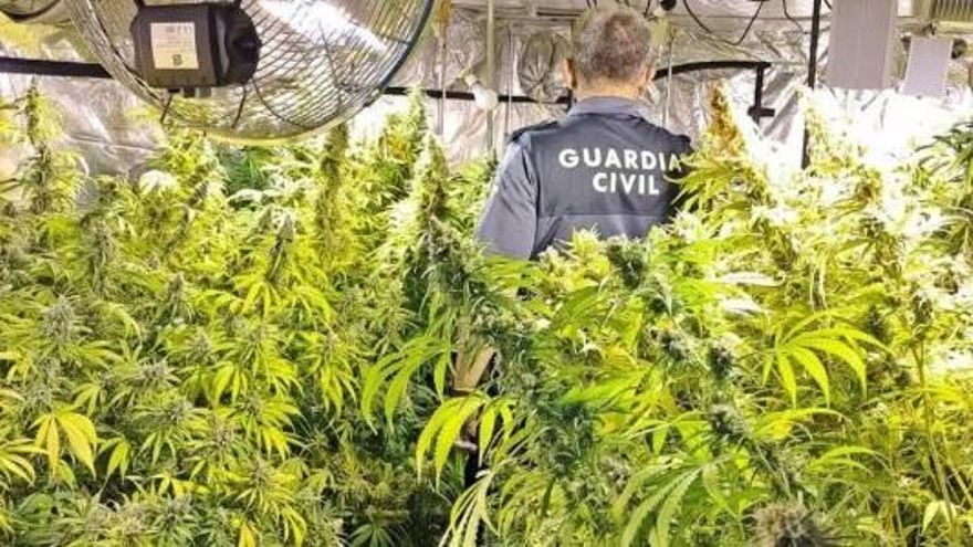 Cerco a la marihuana en Extremadura: más de 5.750 plantas incautadas y 42 detenidos