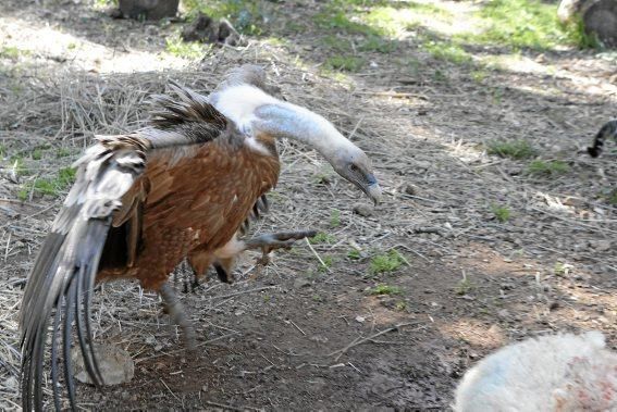 Der Bestand der Tiere ist zwar gesichert, aber die Stiftung, die sie betreut, sucht deutschsprachige Helfer.