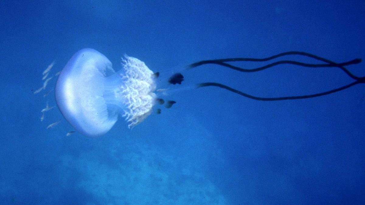 Una medusa 'Rhizostoma luteum', enorme especie descubierta en 1827 e inmediatamente desaparecida, reencontrada hace 10 años en las costas andaluzas y, quién sabe, tal vez próximamente habitual en la costa catalana.