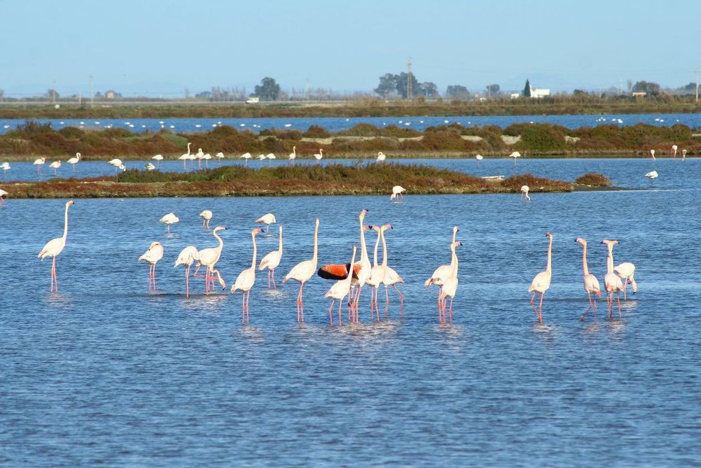 Los flamencos son un auténtico espectáculo visual en las aguas más bajas del Delta del Ebro