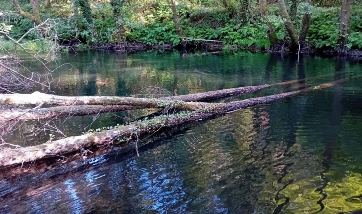 Un árbol inutiliza la «playa fluvial» de Os Muíños