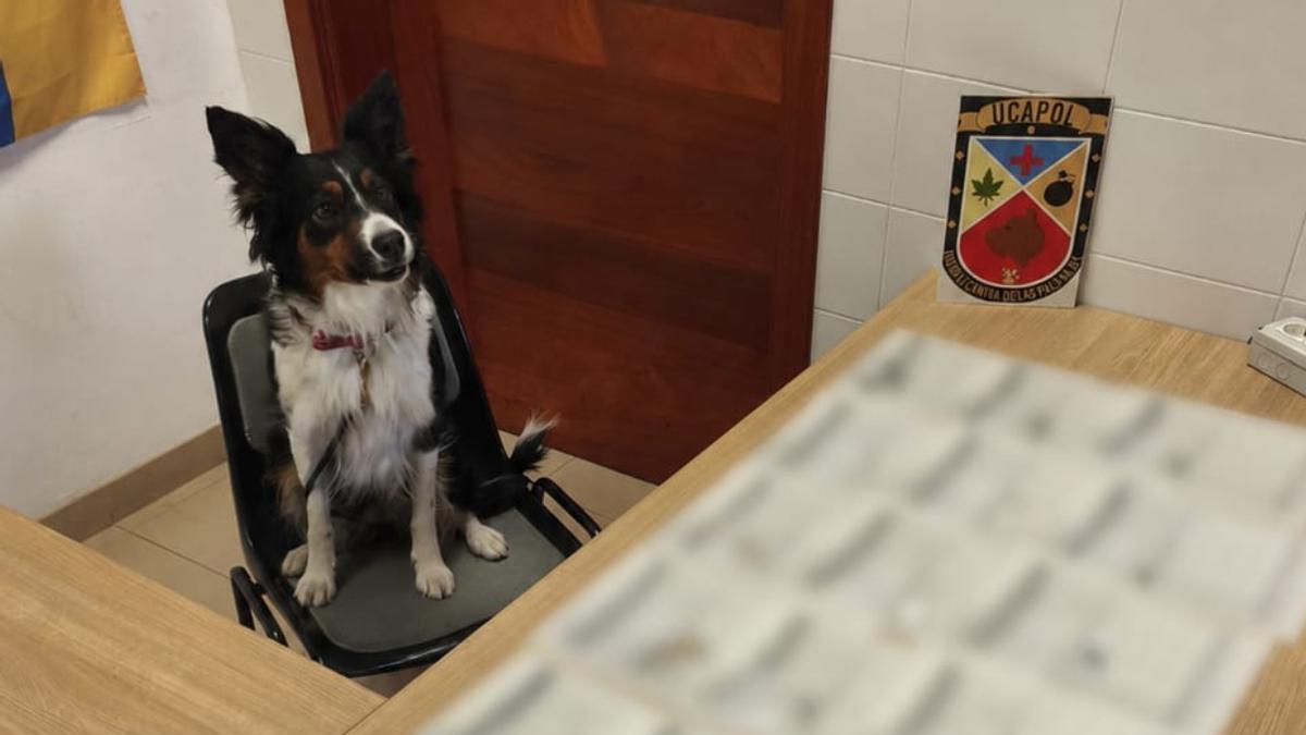 Un perro-policía destapa una treintena de drogas en Las Palmas de Gran Canaria