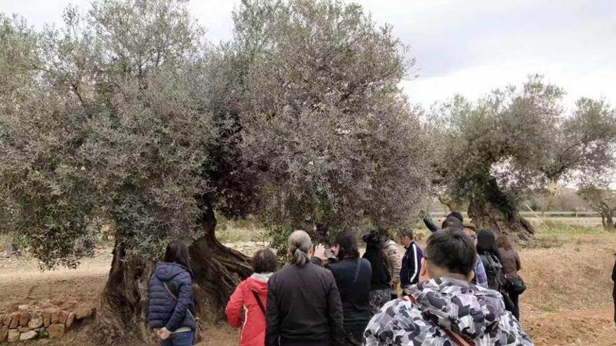 Los olivos milenarios atraen a Castelló  al primer grupo de turistas de China