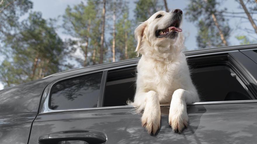 ¿Tu perro saca la cabeza por la ventanilla? Cuidado con esta multa