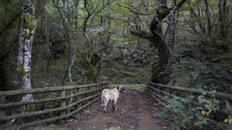 Camino de Os Muiños