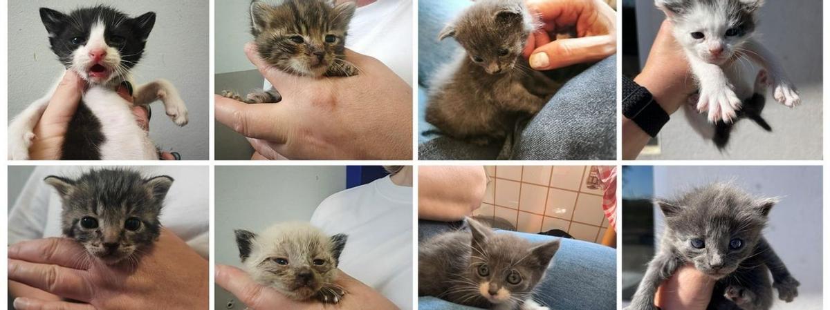 Algunos de los gatos rescatados estos días de mayo por el Refugio de Cambados. |  FdV
