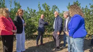 Orihuela estrena el Corte del Limón en una campaña que prevé un 10 % más de producción