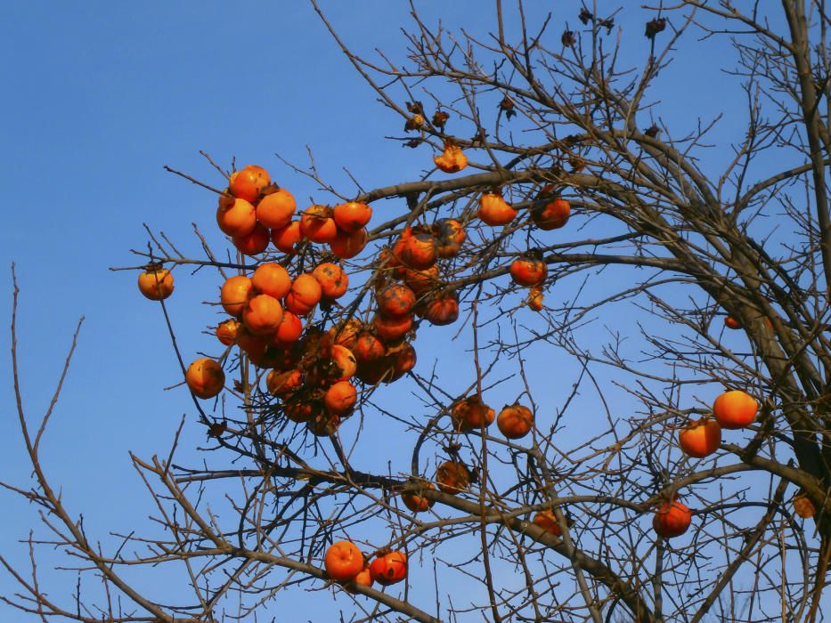 Caqui. De la família de les ebenàcies. Caqui, palosanto, kaki. El cultiu del caqui ens porta al segle VIII a la Xina i al Japó, i va arribar al nostre país al segle XIX.  És molt recomanable el seu consum, ric en vitamines A i C, porta molt potassi i sucre.