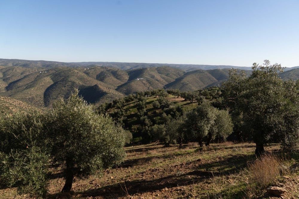 Olivar de Sierra en Los Pedroches