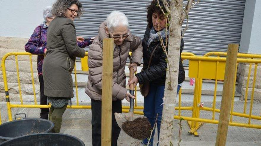 Maria Díaz abocant terra per plantar el ginkgo