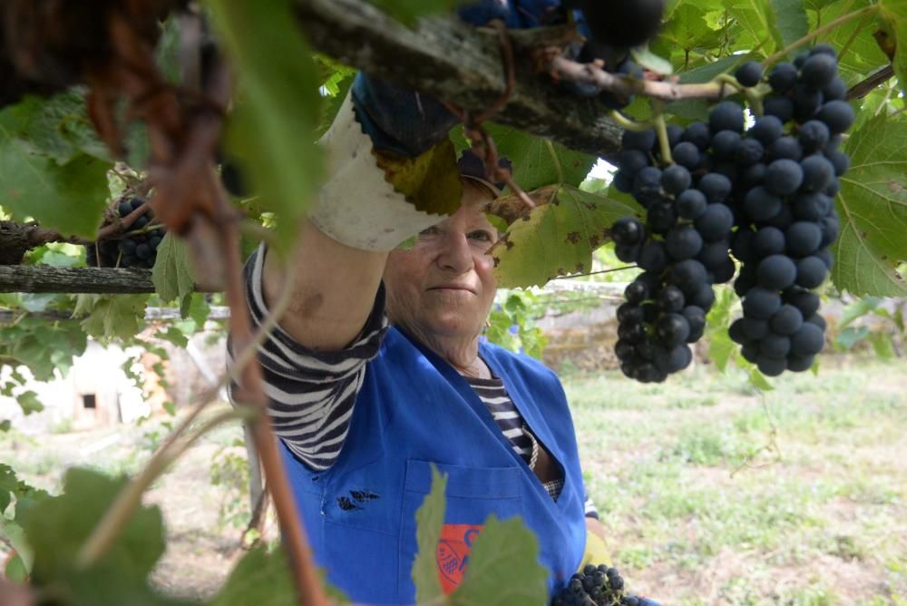 Arranca la vendimia en Pazo Baión