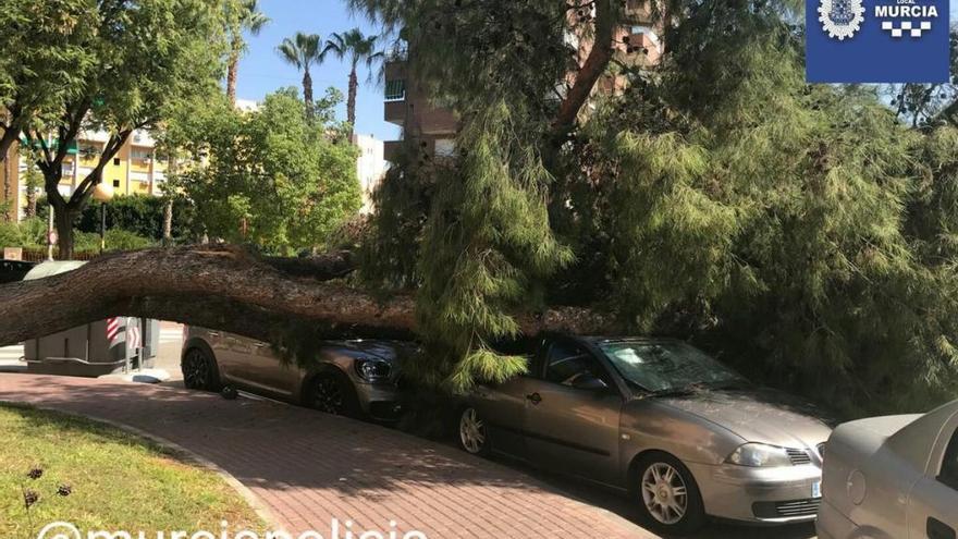 Un árbol de grandes dimensiones aplasta dos coches aparcados en Murcia