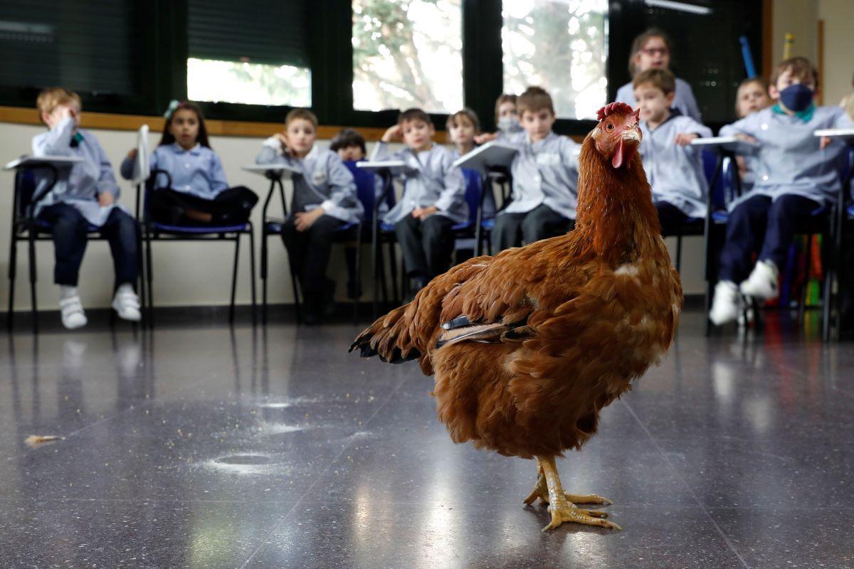 La gallina Paupeta durante una actuación en un colegio.