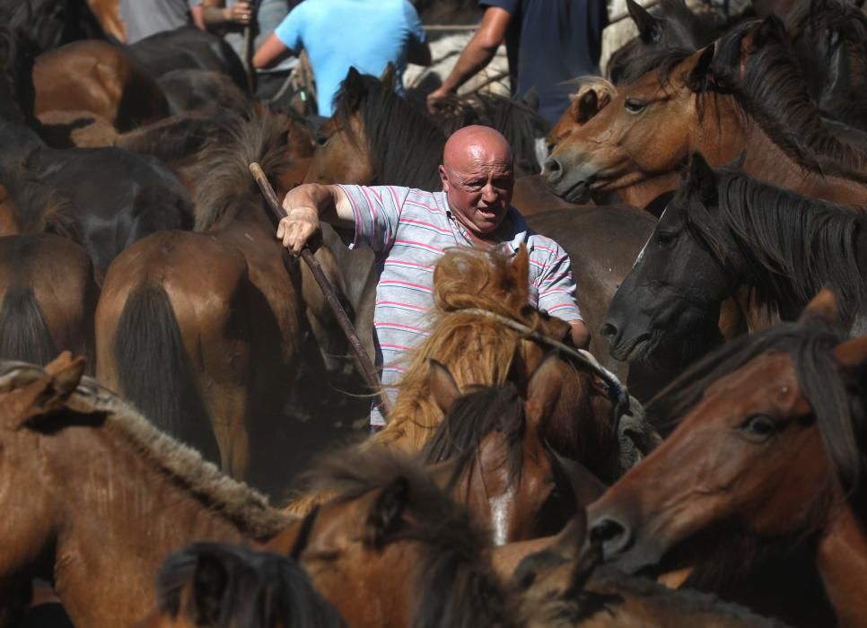 La cita confirma la recuperación de la cabaña de la Serra da Groba con 400 caballos rapados y marcados a fuego en una jornada de fiesta con cientos de espectadores