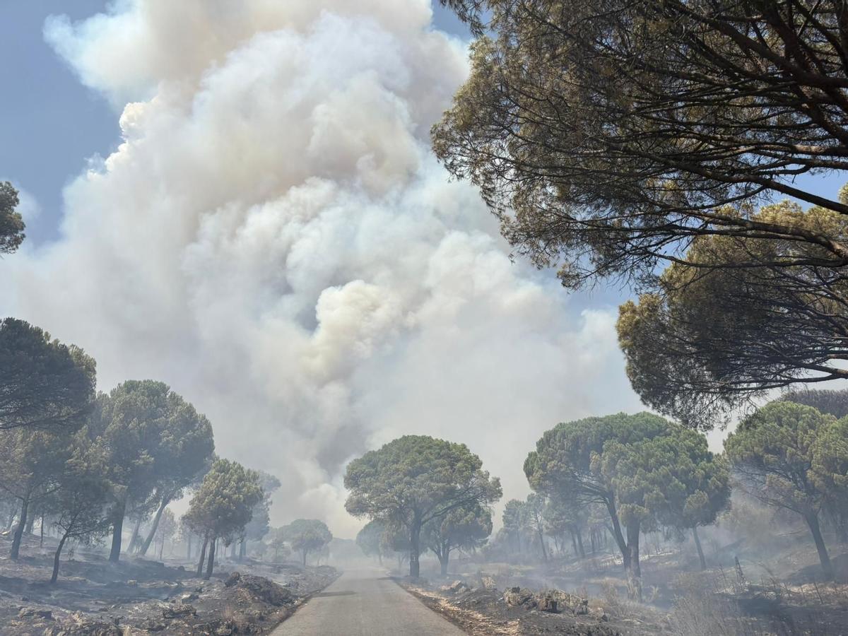 Incendio en San Bartolomé de Pinares