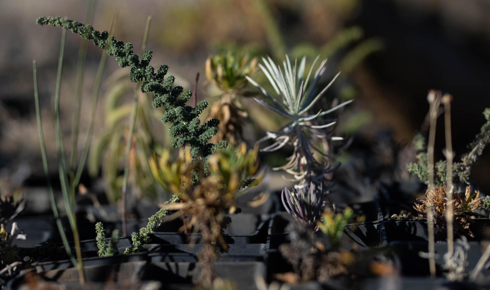 Vivero Parque Nacional del Teide (El Portillo)