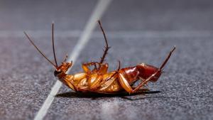 Panerola alemanya: com distingir-la i consells per evitar-la