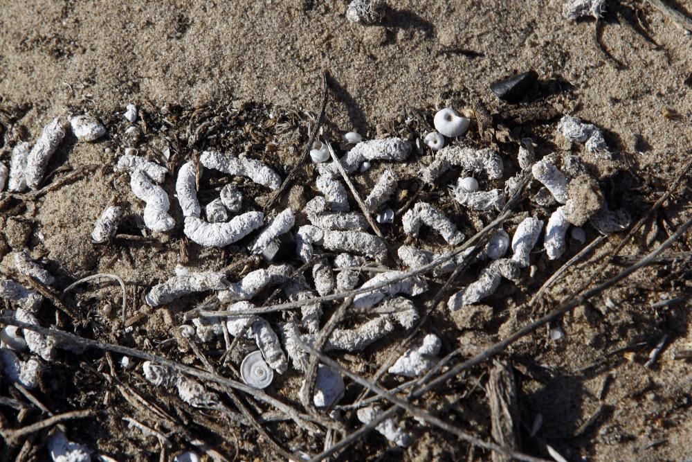 Limpieza de plantas invasoras en la Devesa del Saler