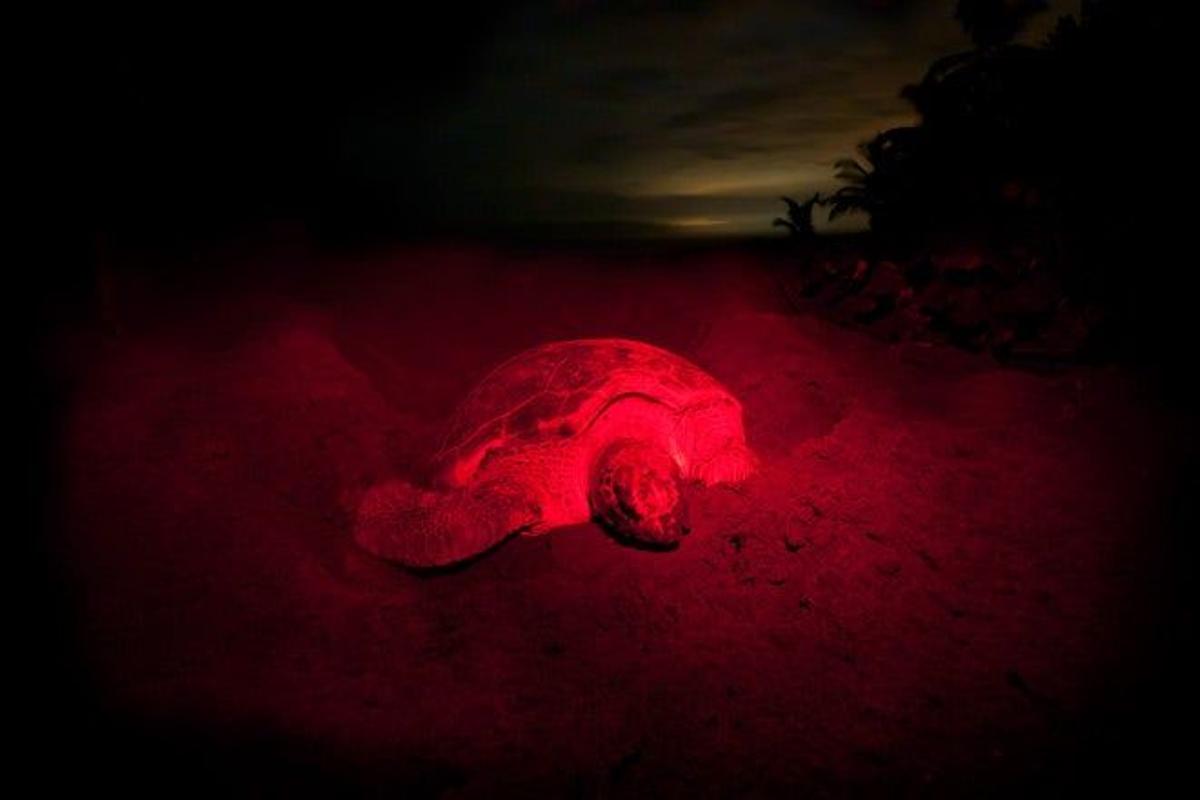 El desove de las tortugas en Tortuguero