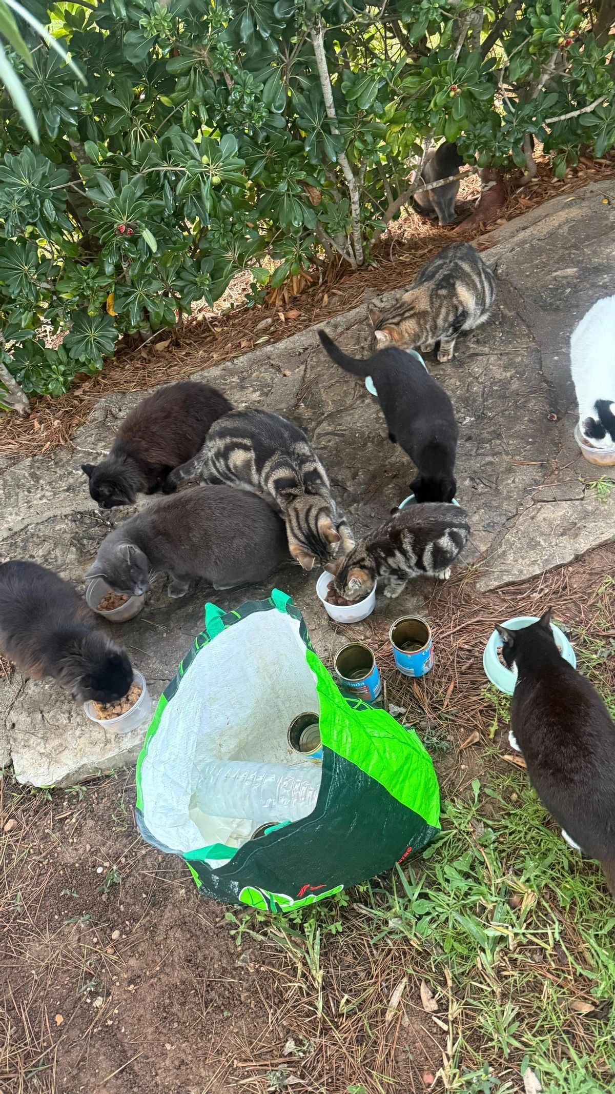 Oft handelt es sich bei den Katzenkolonien um Familien, keine zusammengewürfelten Gruppen.