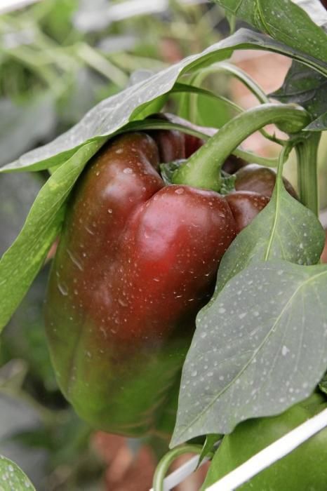 Ein Besuch bei Jaume Pou auf der Paprika-Plantage bei Inca.