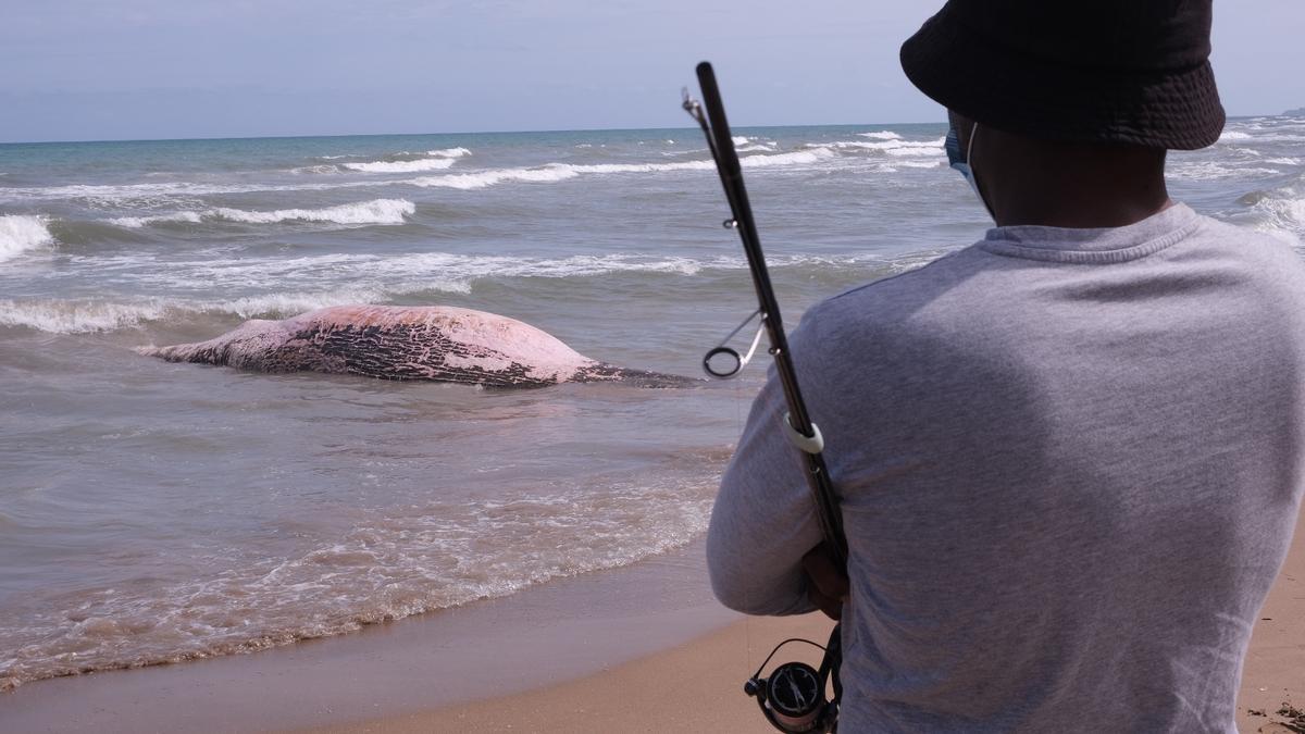 Aparece una ballena muerta en Guardamar