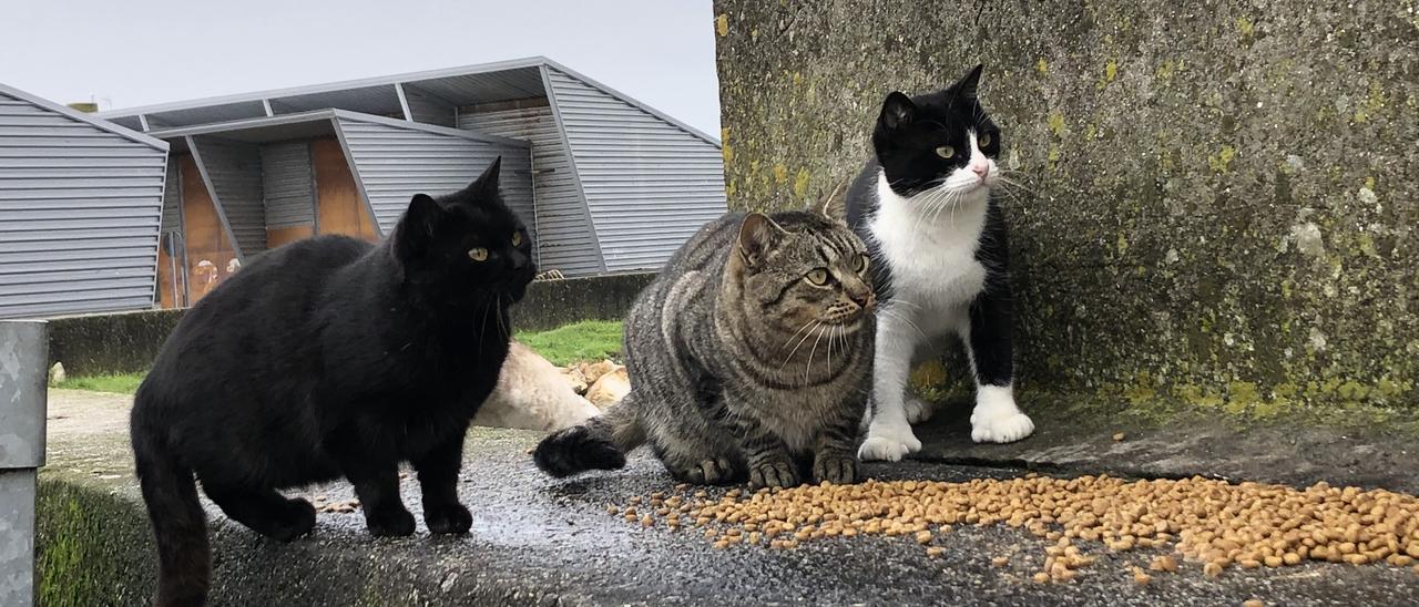 Una de las colonias de gatos callejeros existentes en O Grove.