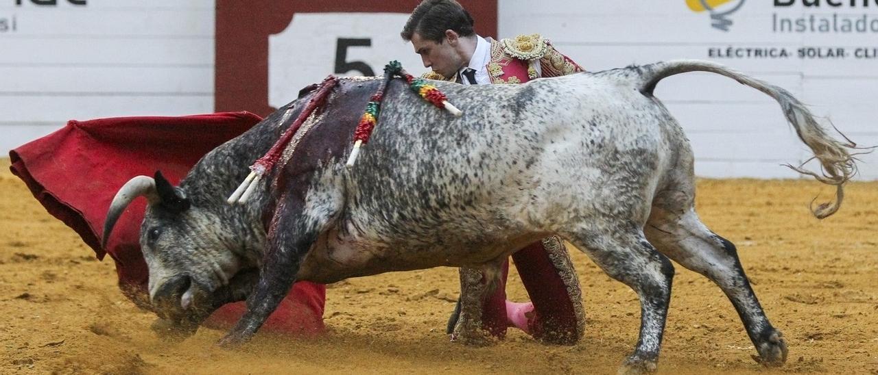 “Peluquero”, número 23, embiste en la muleta de Joao d’Alba en Algemesí