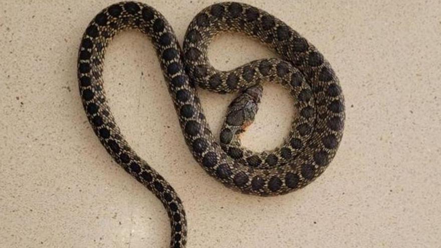 Una serpiente encontrada en el interior de la residencia Cas Serres. | COMISIONES OBRERAS